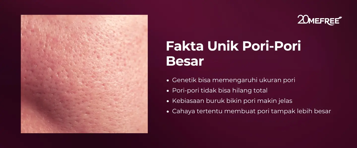 Fakta Unik Pori - Pori Besar